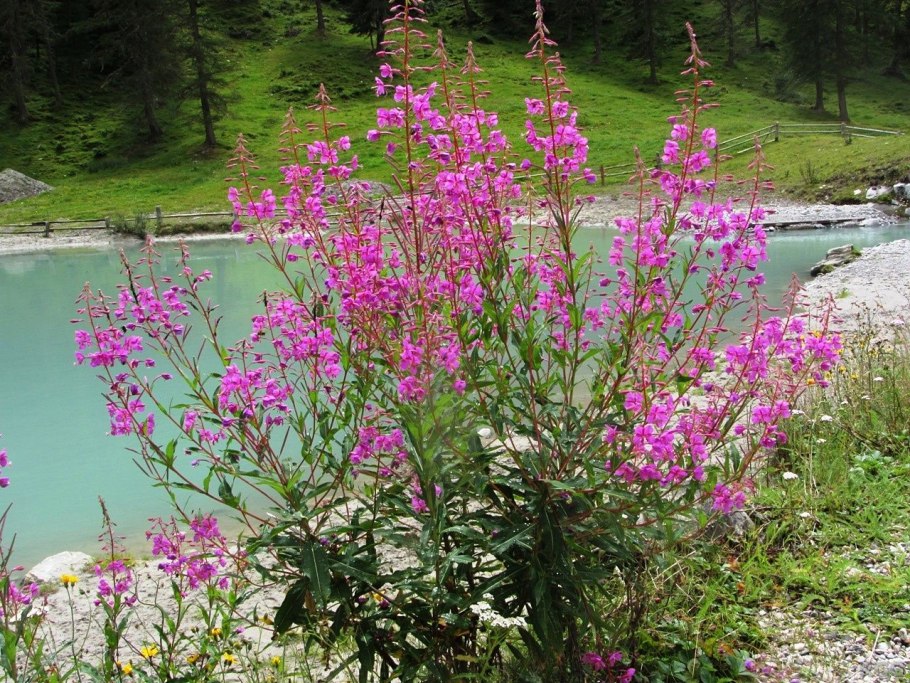 Иван-чай целебные растения