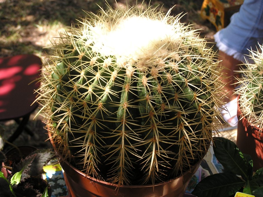 Кактус Эхинокактус грузони