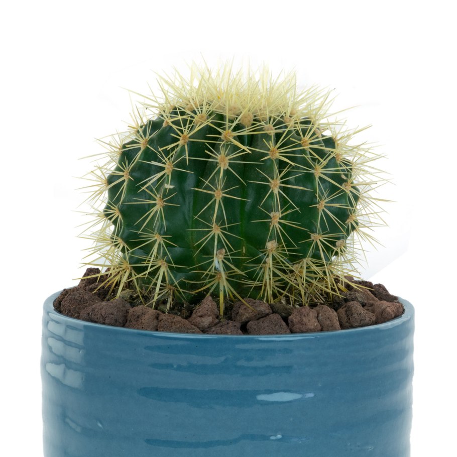 Эхинокактус грузони Альба