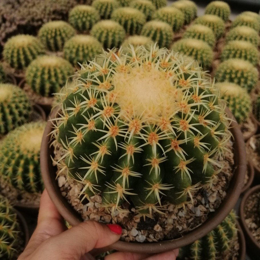 Эхинокактус Суккуленты