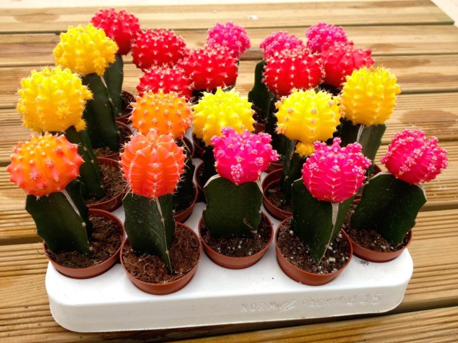 Эхинокактус грузони Рейнбоу