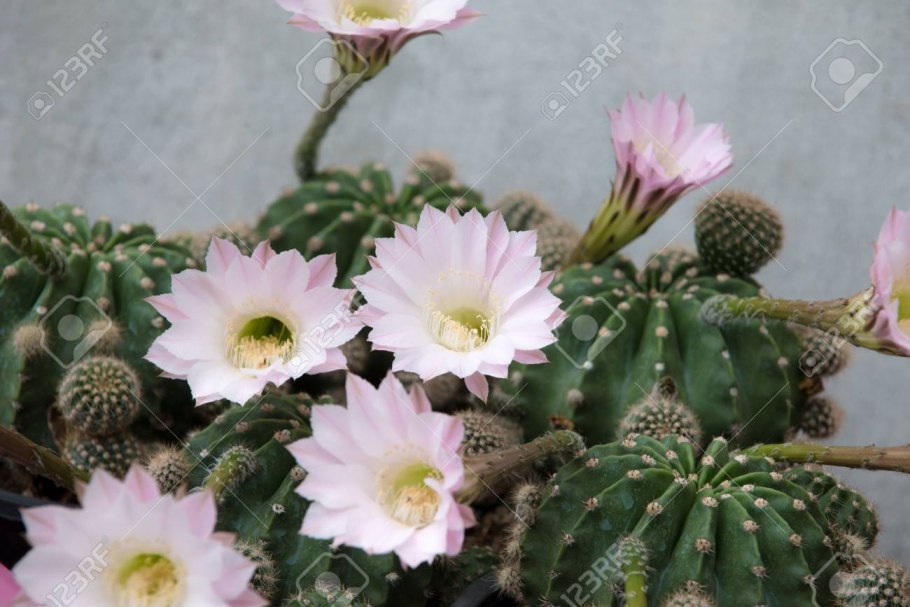 Радужные кактусы