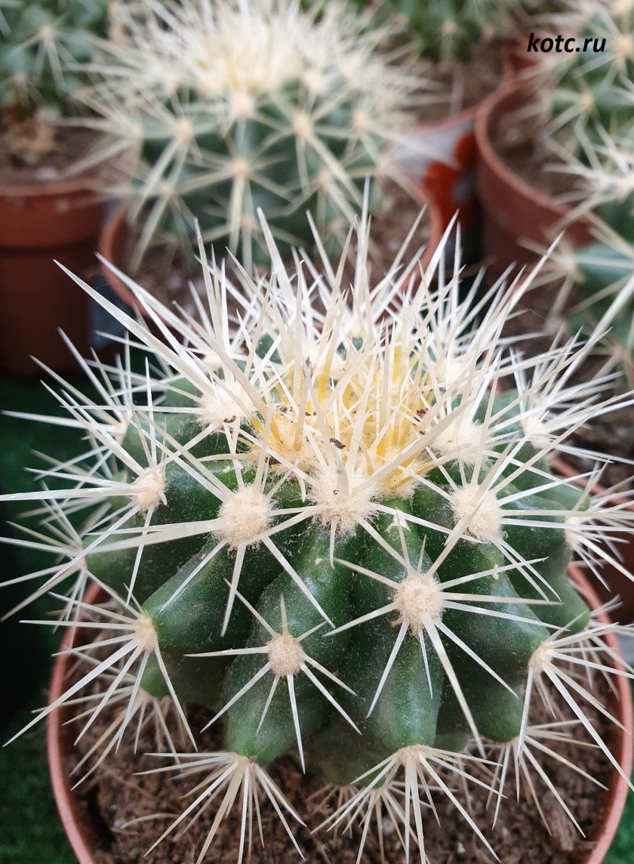 Эхинокактус грузони