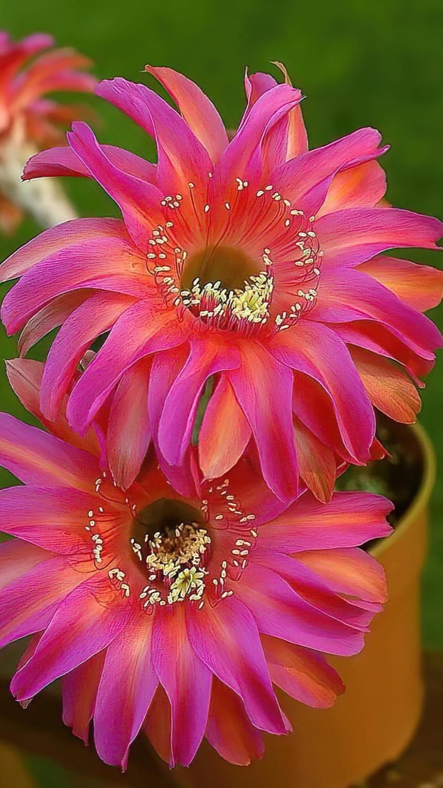 Эхиноцереус Рейхенбаха