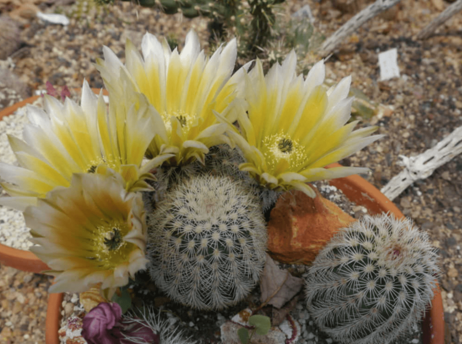 Кактус эхинопсис розовый