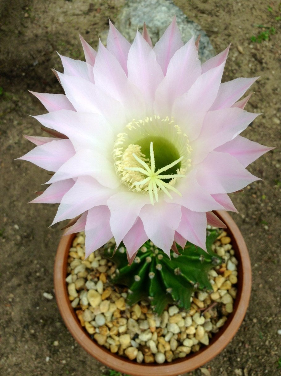 Эхинопсис крючконосый