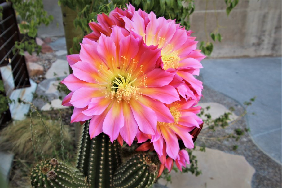 Эхинокактус Грусона