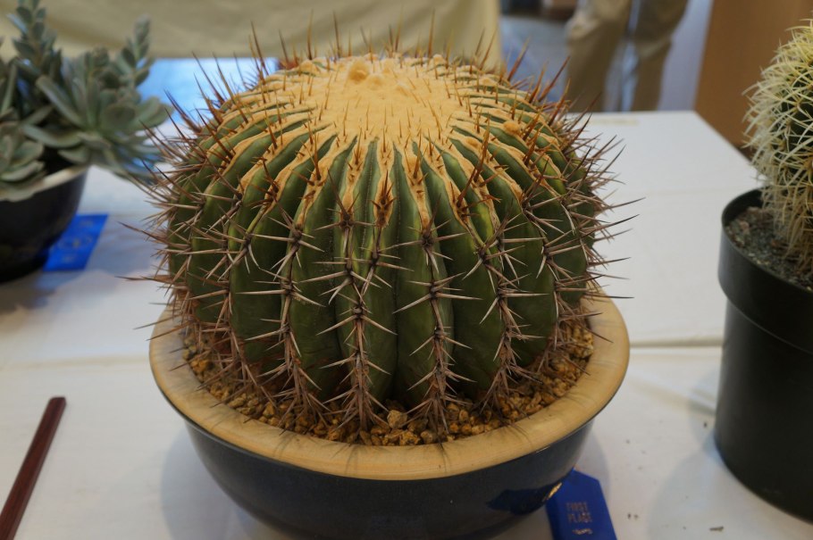 Кактус Эхинокактус грузони