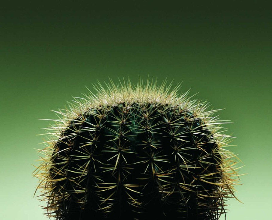 Кактус Эхинокактус