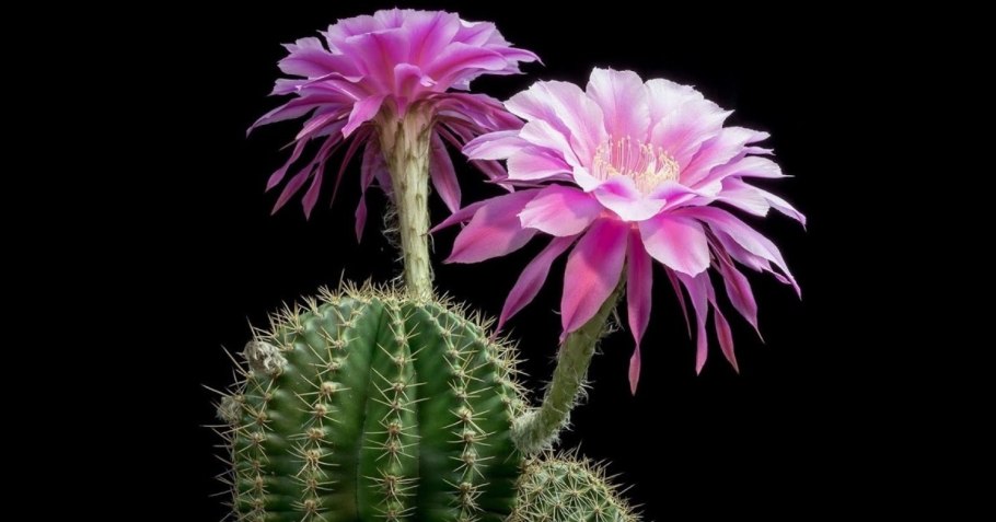 Эхинокактус Суккуленты