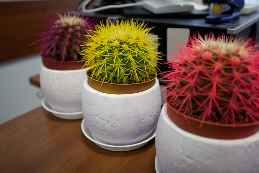 Эхинокактус грузони красный