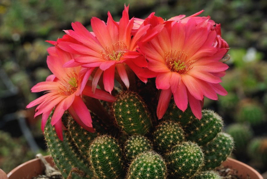 Эхинопсис хамецереус