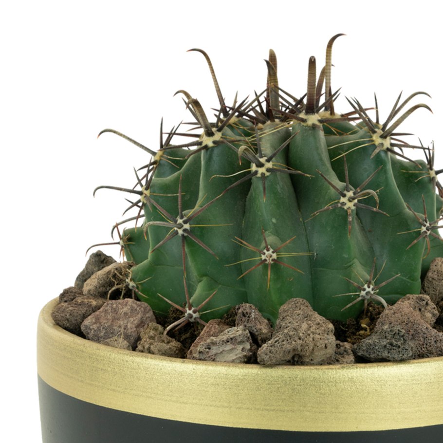 Эхинокактус грузони Радуга микс