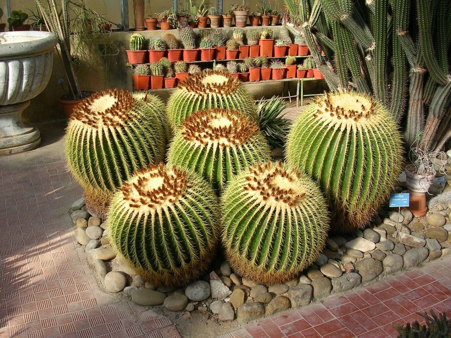 Echinopsis CV. ‘Haku-Jo’(эхинопсис CV. Хаку-Джо)