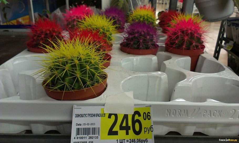 Хамеолобивия Виолет