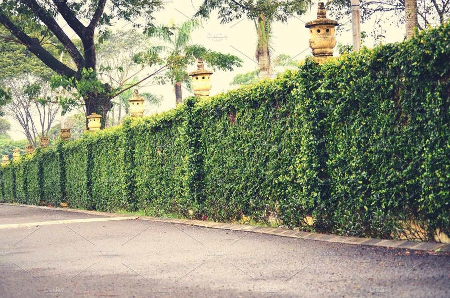 Вьюн Живая изгородь