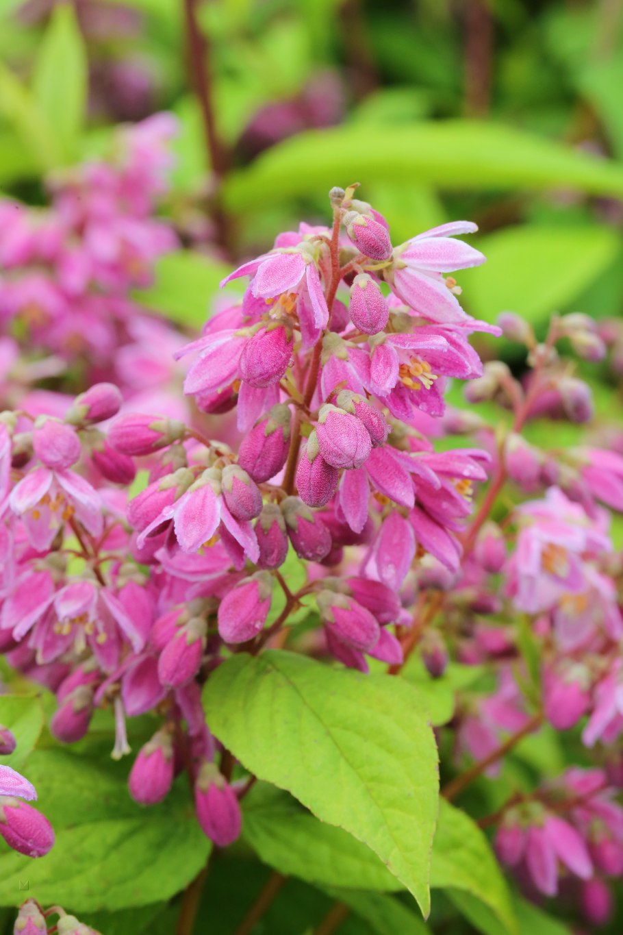 Дейция гибридная Строуберри Филдс форум