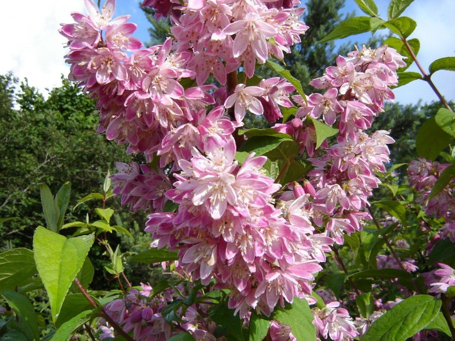 Дейция Строберри Филдс