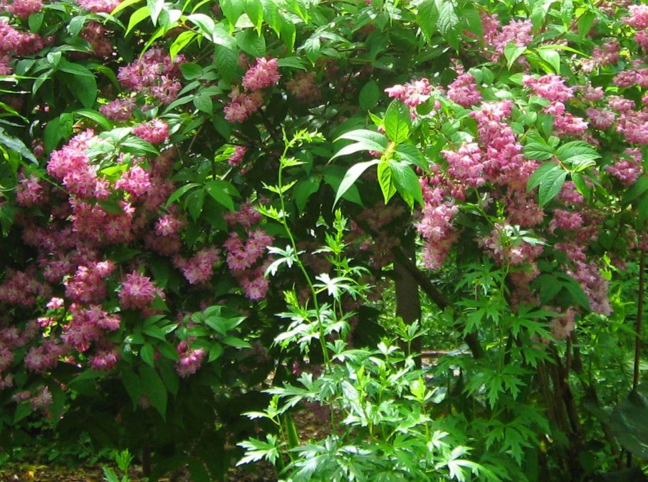 Дейция кустарник Строуберри Филдс