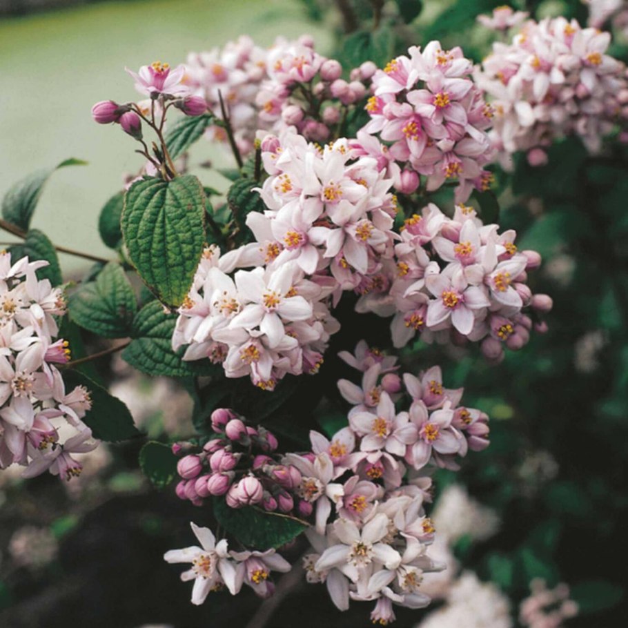 Дейция гибридная Юки черри блоссом