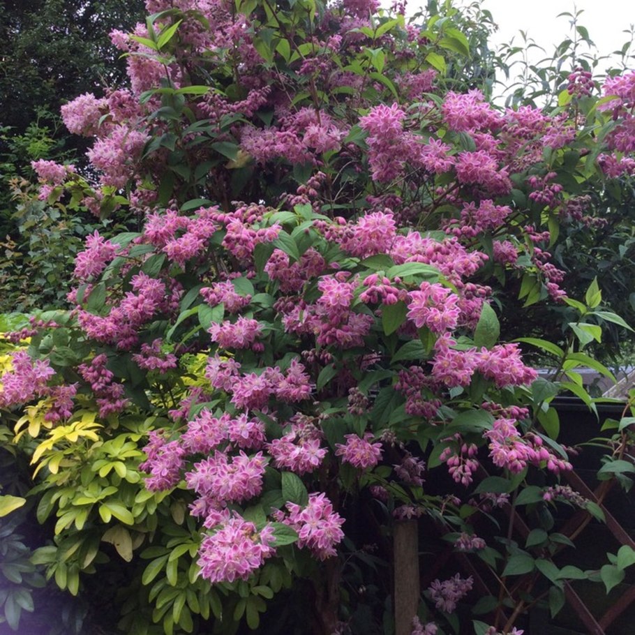 Дейция Строберри Филдс