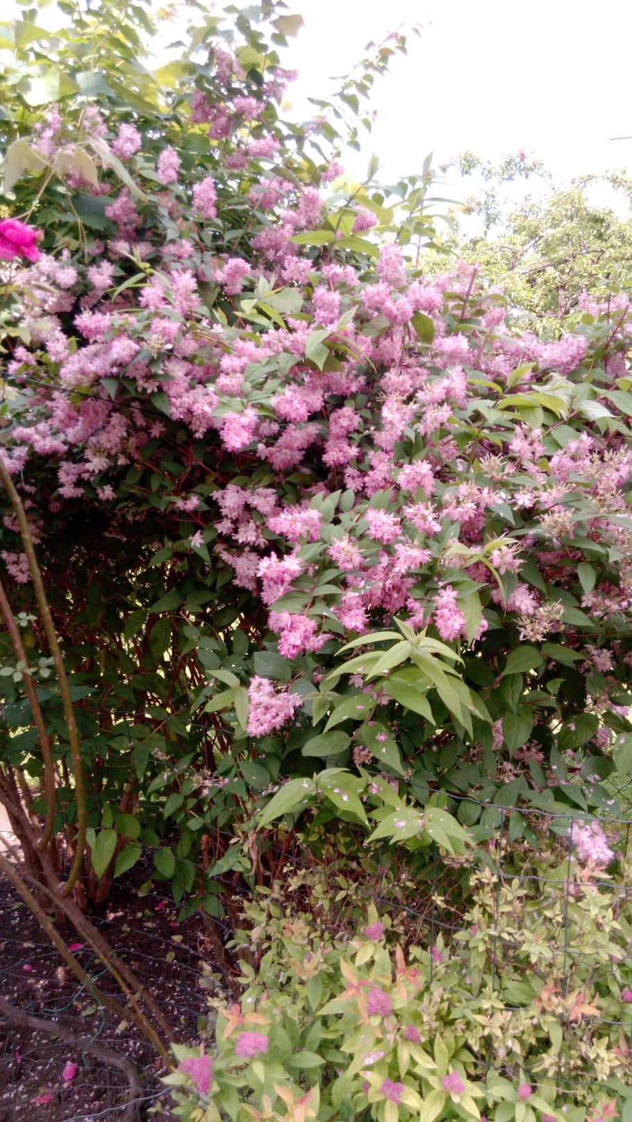 Дейция гибридная Турбиллон Руж