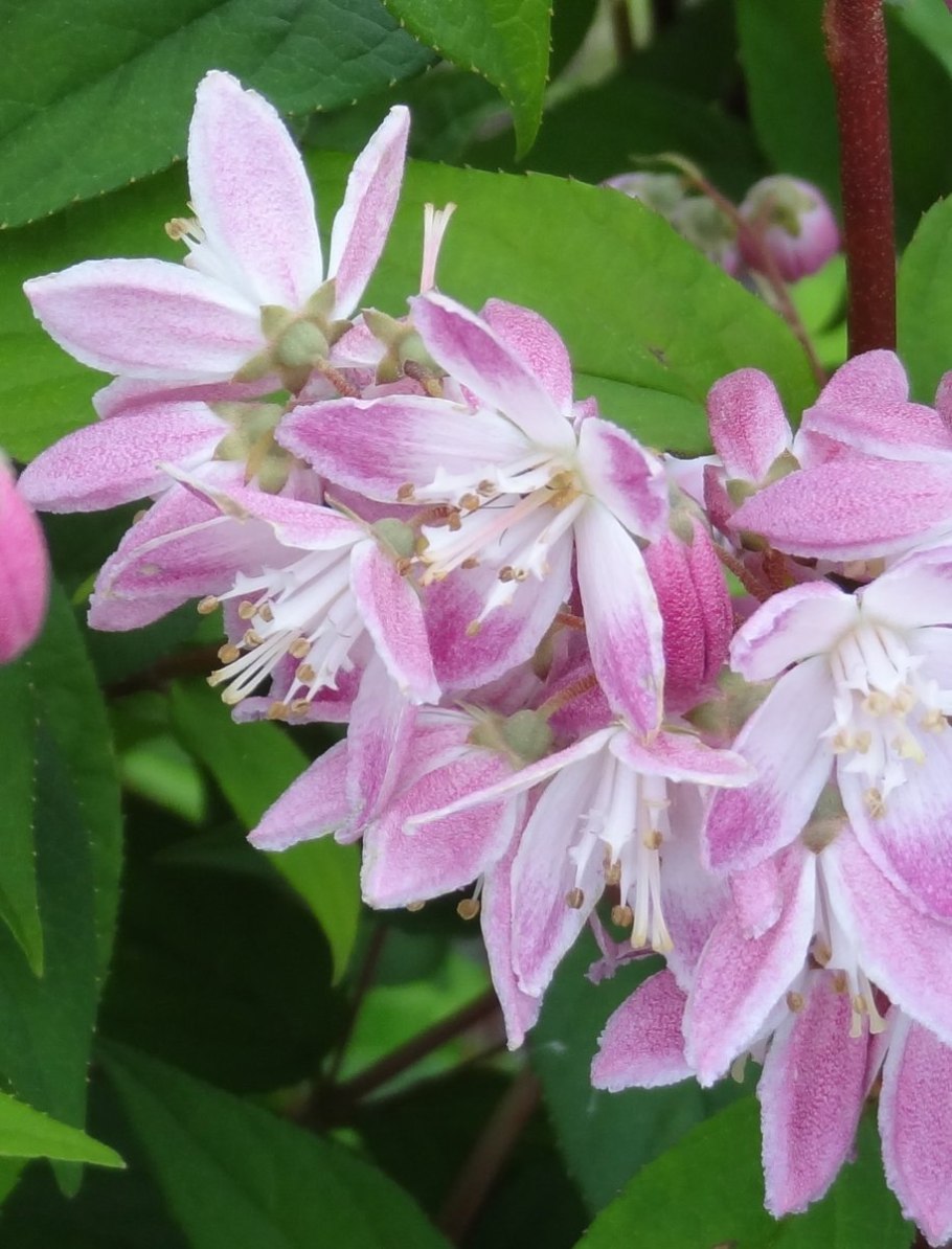 Дейция Мэджишн