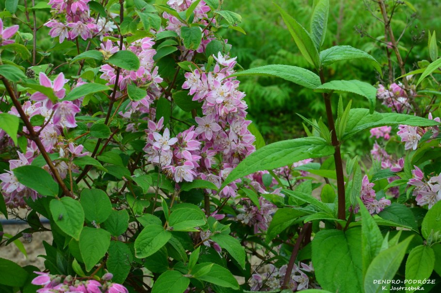 Дейция шершавая Строберри Филдс