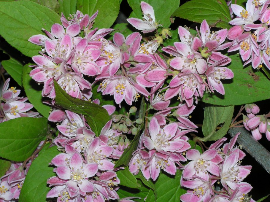 Дейция Строуберри Филд