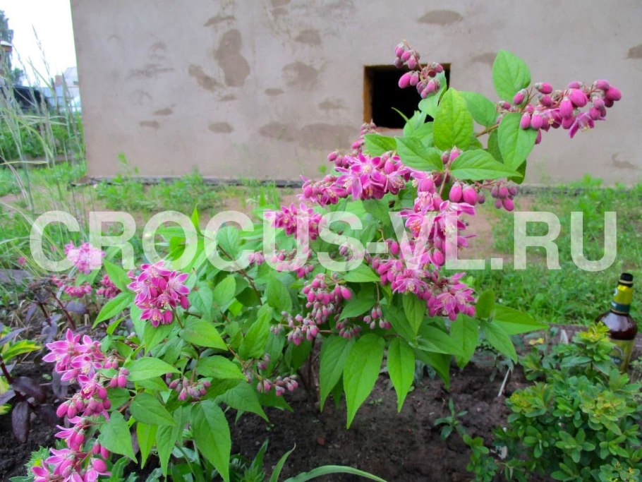 Дейция гибридная монт Роуз