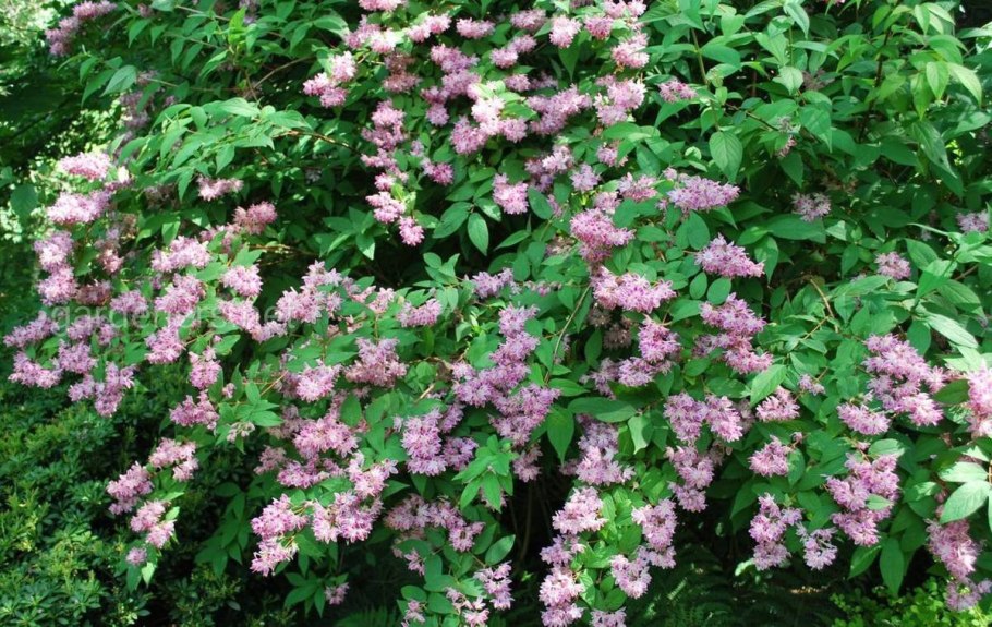 Дейция кальмиецветковая Калмифлора