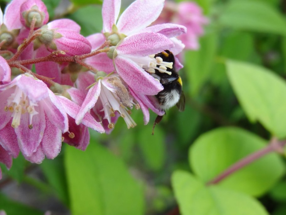 Дейция Строуберри