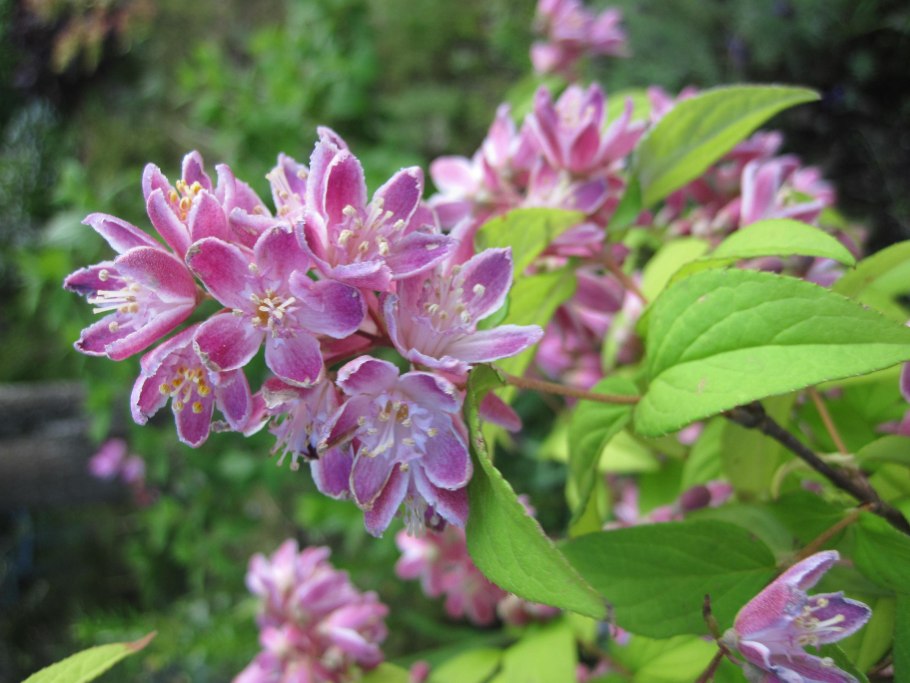 Дейция рэспбери сандаэ