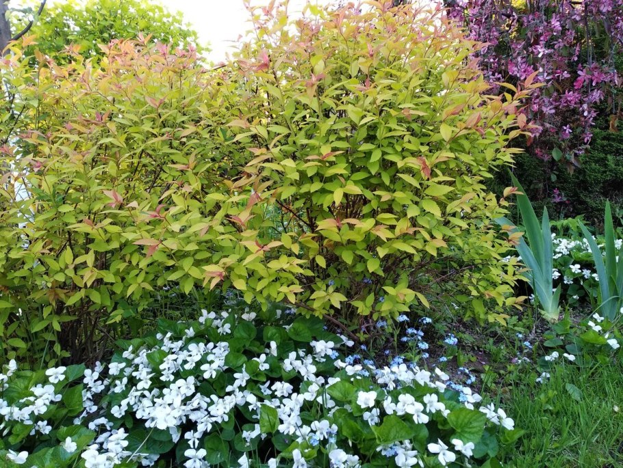 Пузыреплодник калинолистный Physocarpus opulifolius Zdechovice