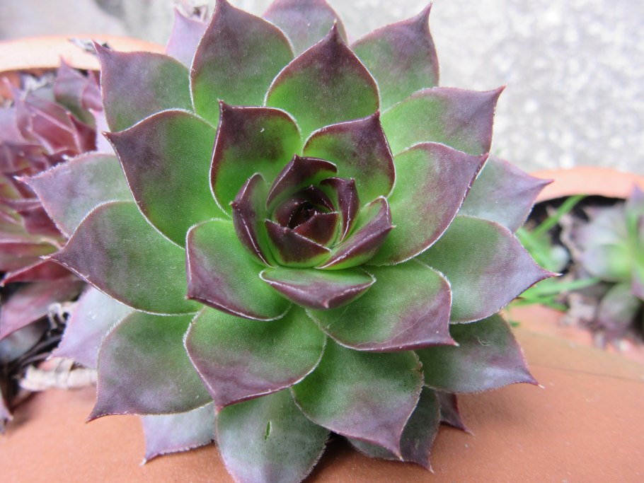 Sempervivum Rauhreif