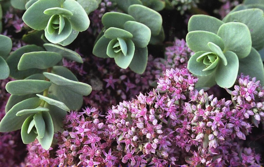 Очиток Эверса (Sedum ewersii)