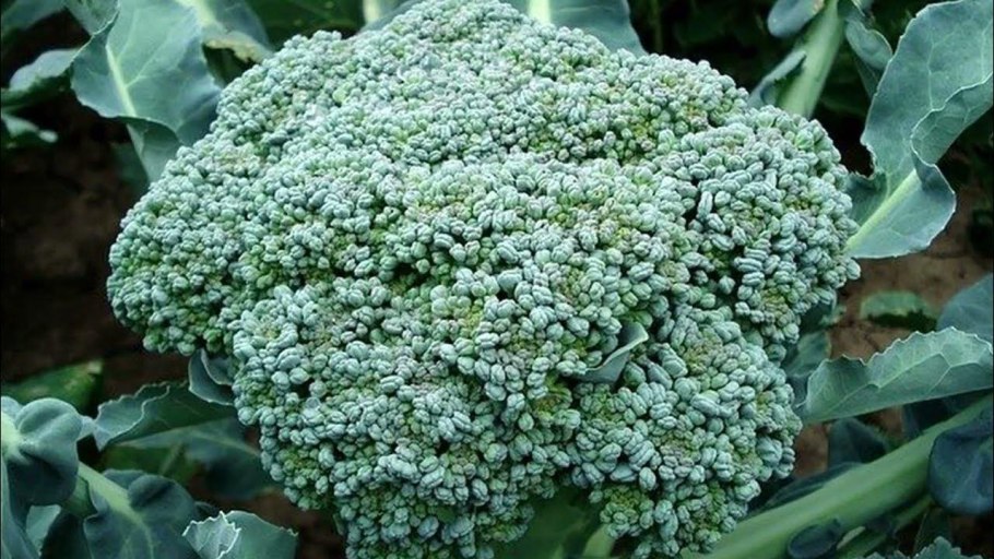 Кольраби брокколи