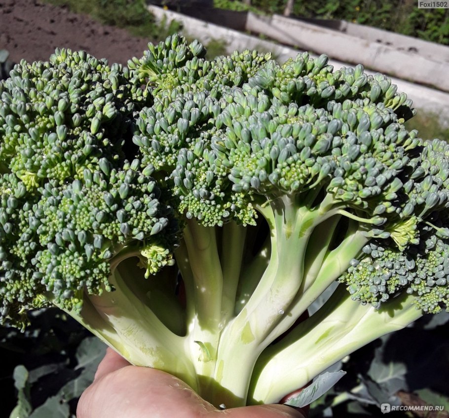 Брокколи на грядке