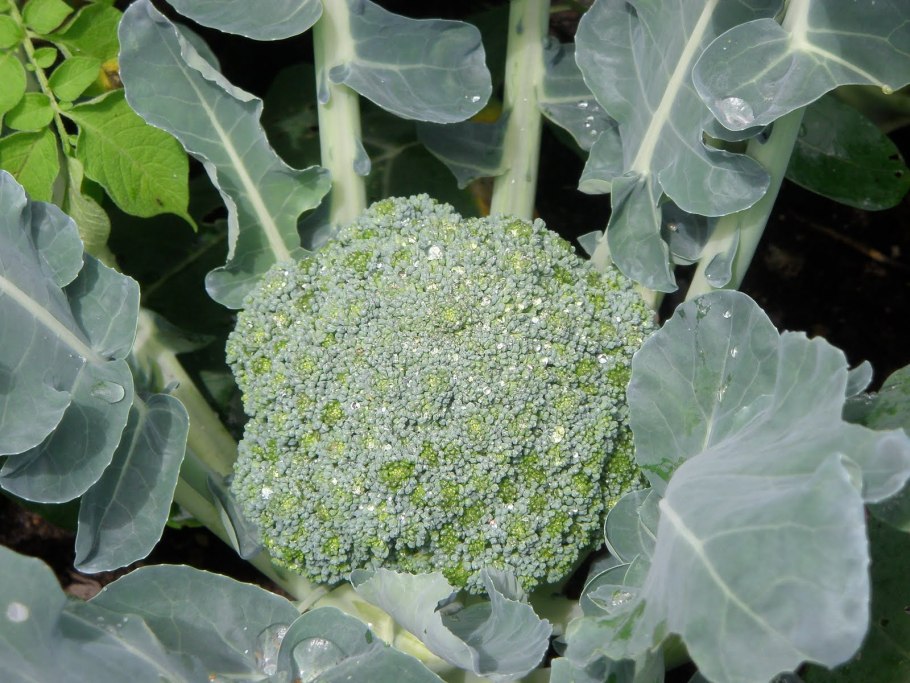 Капуста брокколи тонус