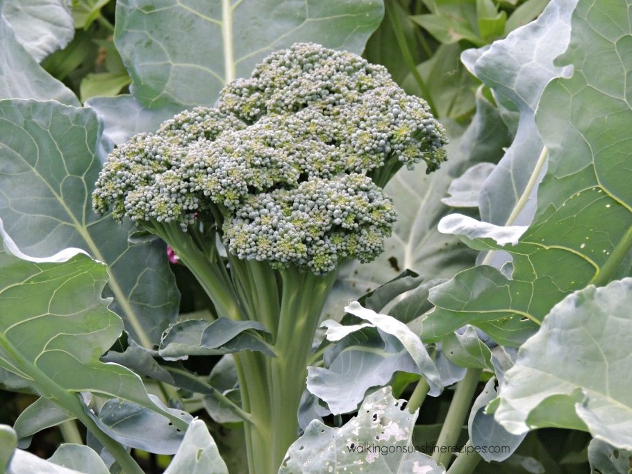 Капуста брокколи романеско