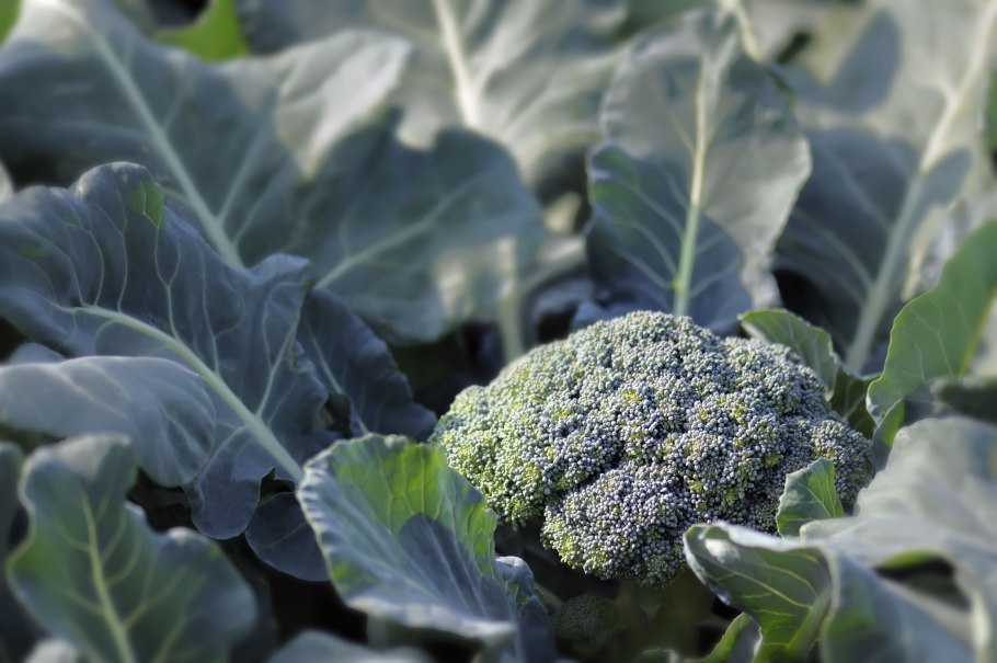 Брокколи (Brassica oleracea var. Italica)