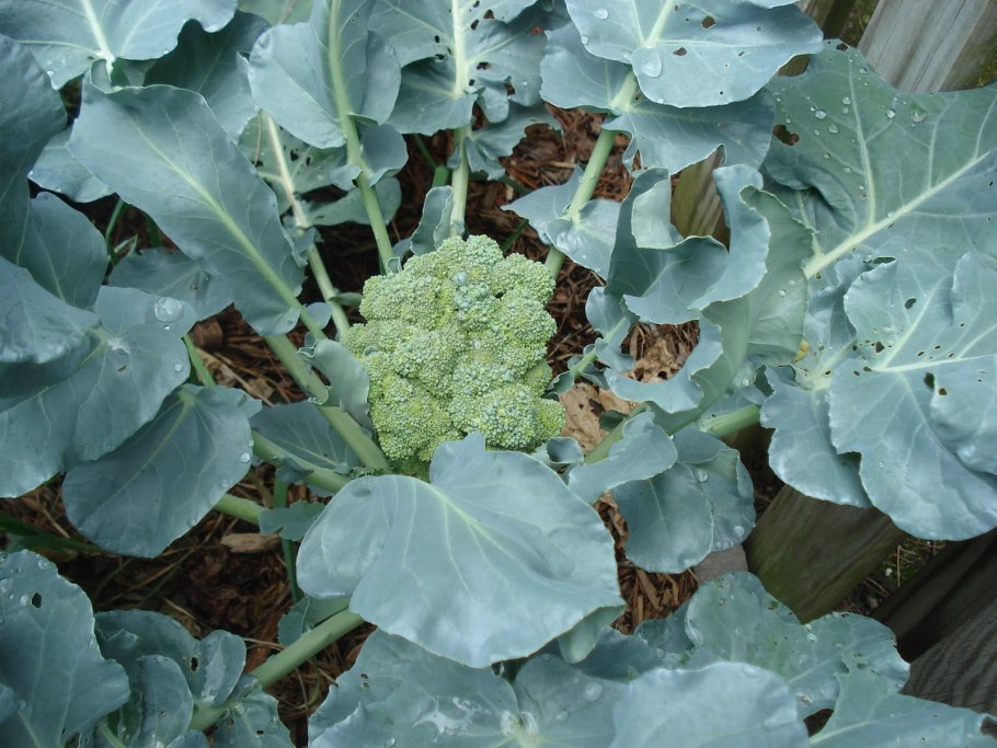 Брокколи кочан на грядке