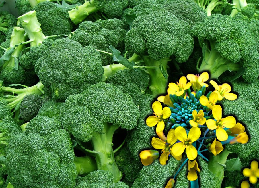 Соцветия брокколи