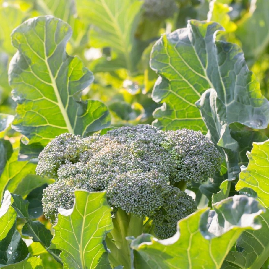 Капуста брокколи куст