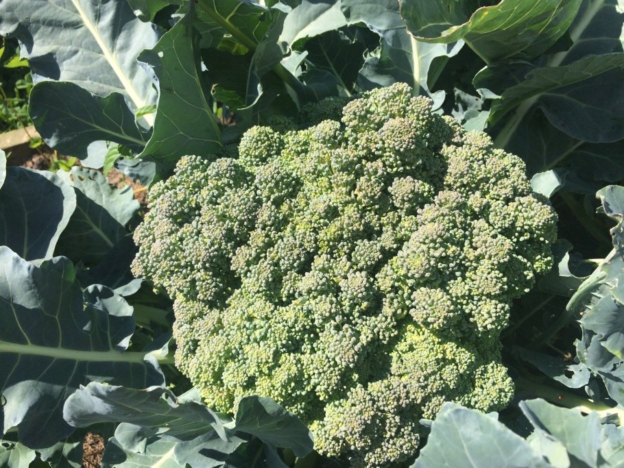 Капуста брокколи цветет