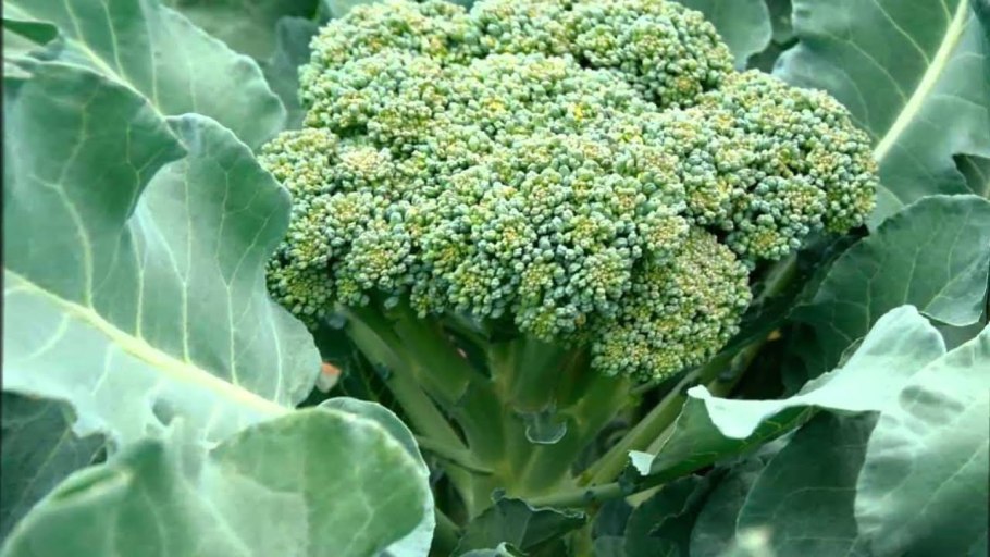 Спаржевая капуста брокколи