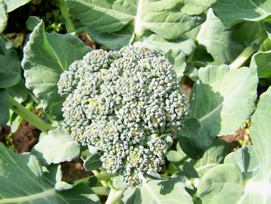 Соцветия капусты брокколи