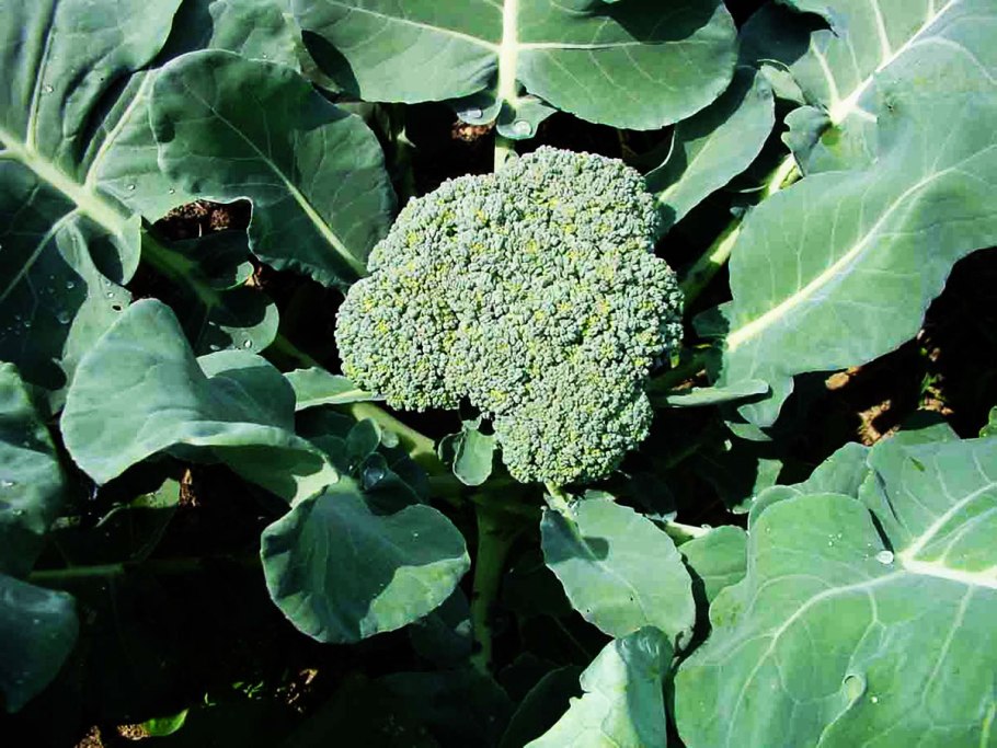 Капуста брокколи Линда