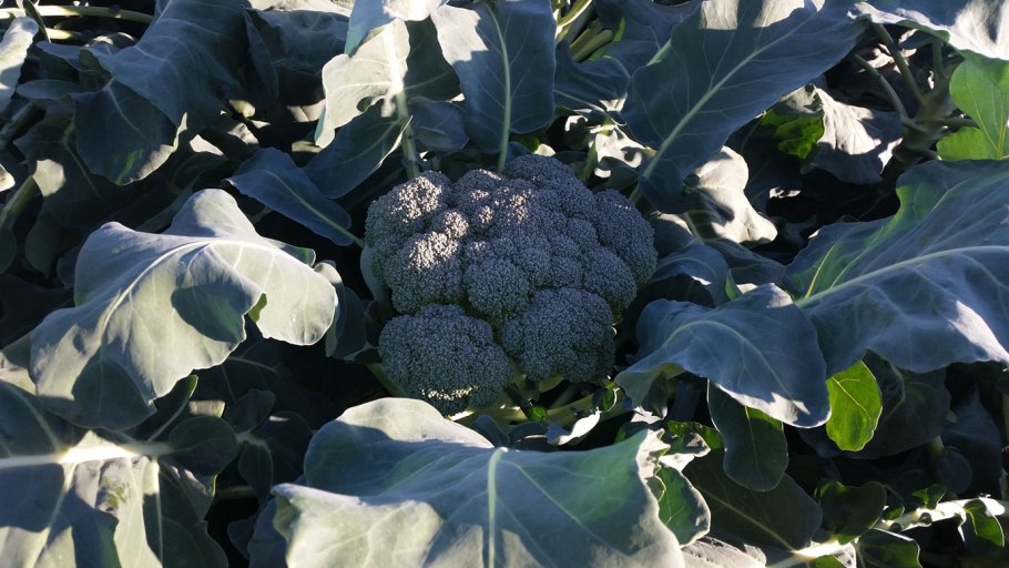 Междурядья брокколи