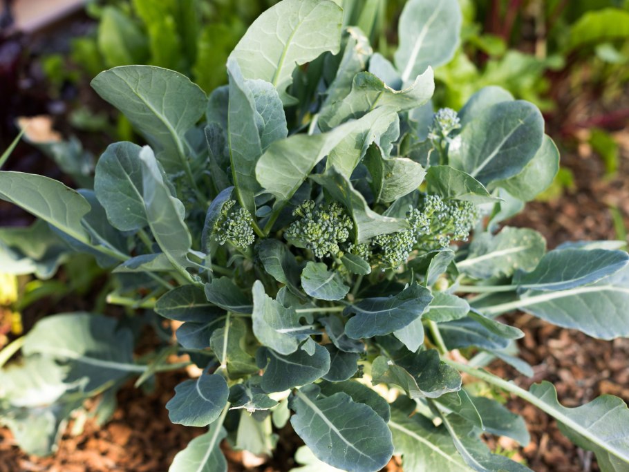 Цветки брокколи